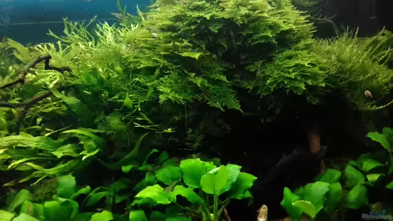 Nov.- Dez. 2017 es wäääächst von Grünhexe (13)