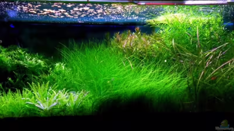 nov. 2008 von Bob M. (4)