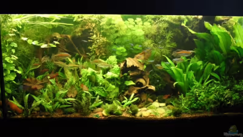 November 2007 von Kamenko (13)