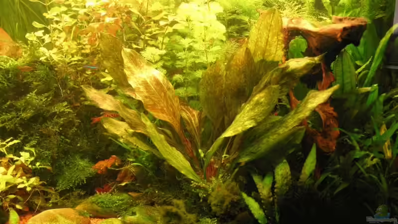 November 2008 rechts von Kamenko (34)