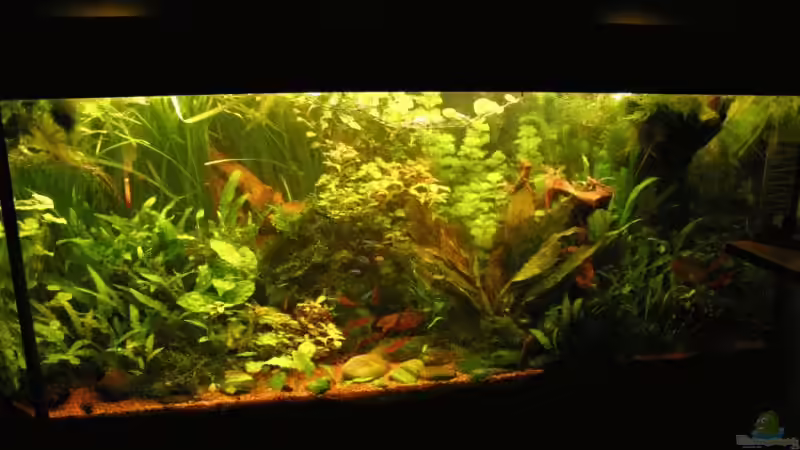 November 2008 von Kamenko (16)