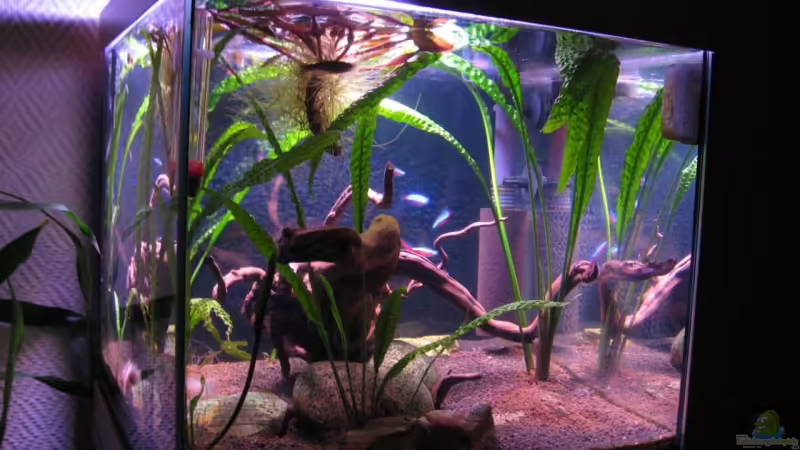 November 2008 von tenebroso (1)