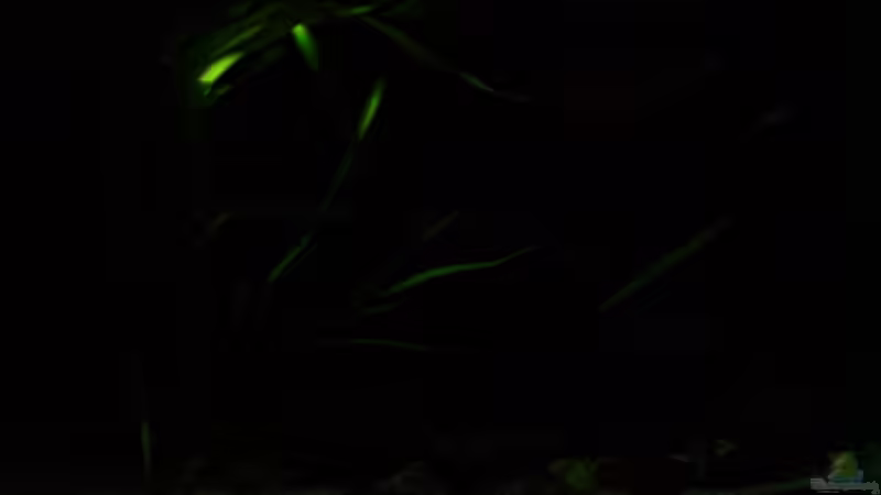 November 2008 von timme (10)