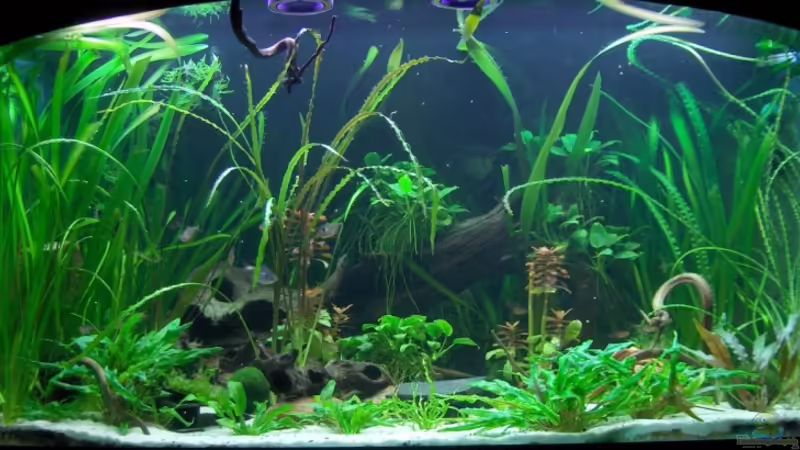 November 2009 von Der Siems (17)