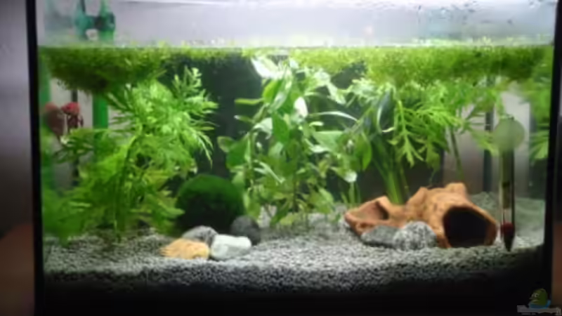 November 2010, vor der Neueinrichtung von Dori (3)