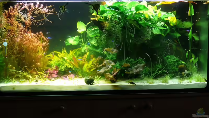 November 2011 - nach Einsatz des UV-C Klärers von Die kleine Meerjungfrau (2)