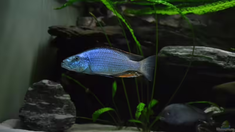 November 2011 altes Becken von Crüxs (4)