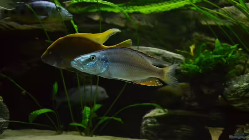 November 2011 altes Becken von Crüxs (5)