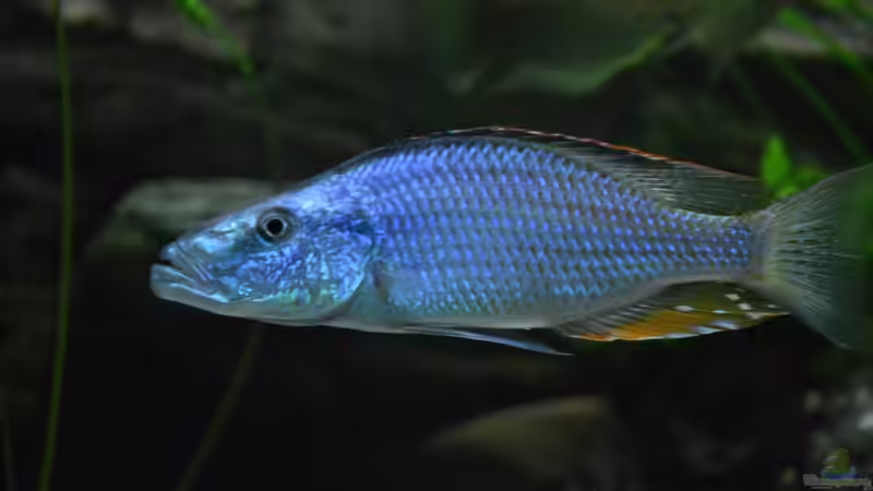 November 2011 altes Becken von Crüxs (6)