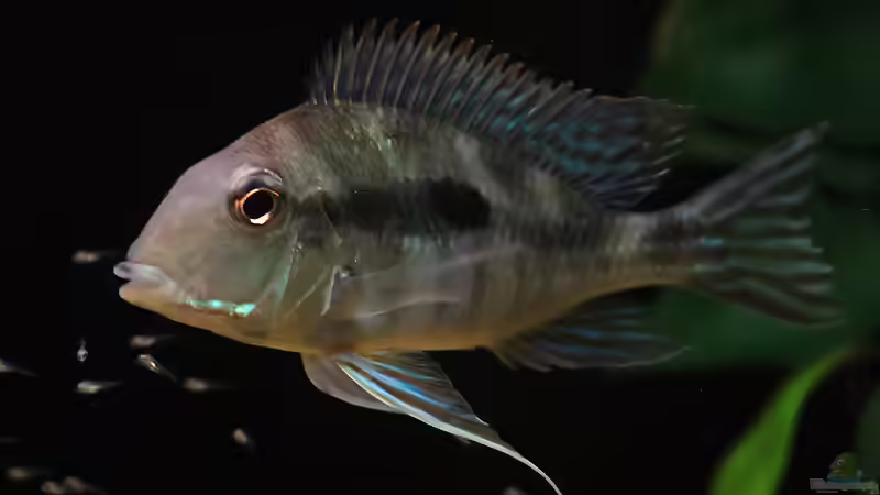 November 2012 von AmazonasFelix (9)