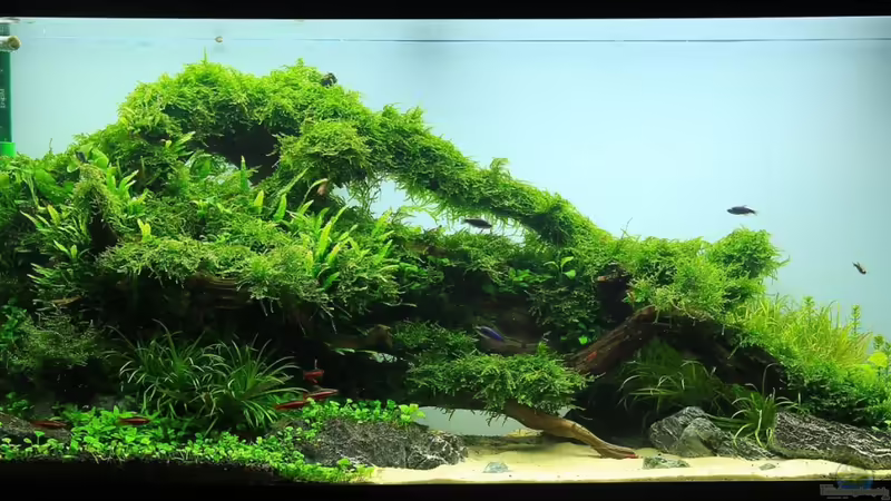 November 2013 von disco-d (1)