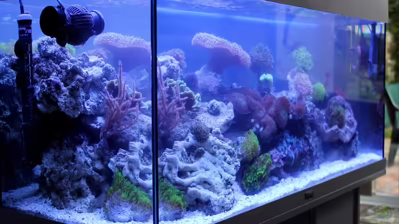 November 2014 von die Perle... (3)