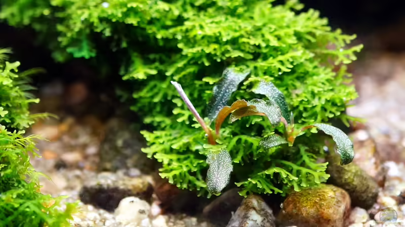 November 2017 von Micha... (46)