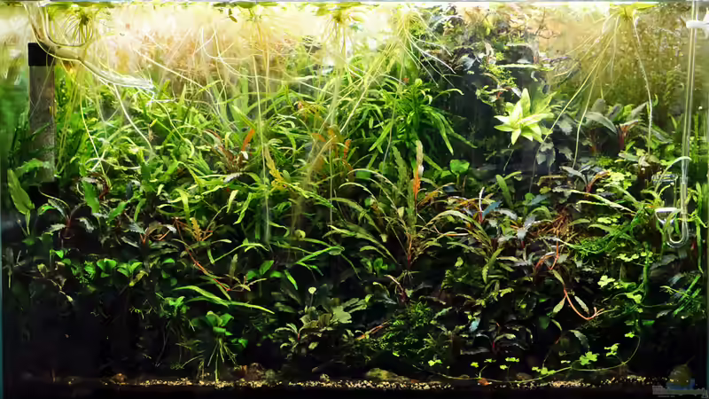 November 2019 - letztes Bild vor Neustart von Micha... (22)