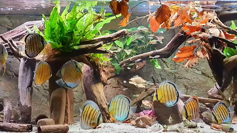 November 2020 - Beckenansicht Halbwildes Volk im Wurzeldickicht von ravaka (6)