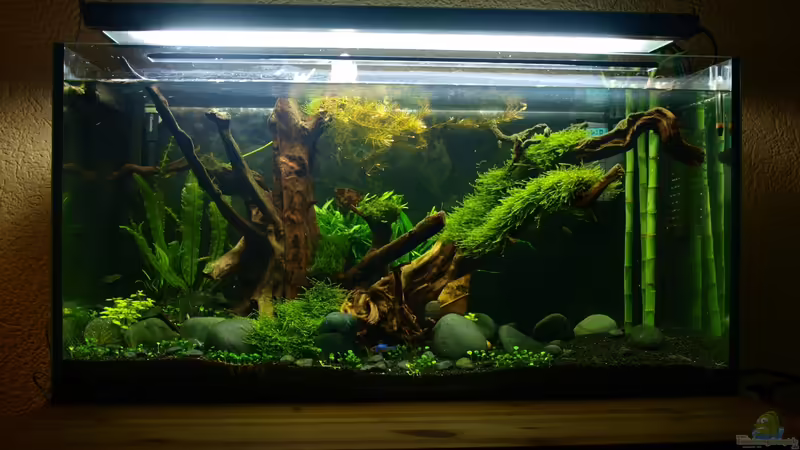 November von Pseudomugil (3)