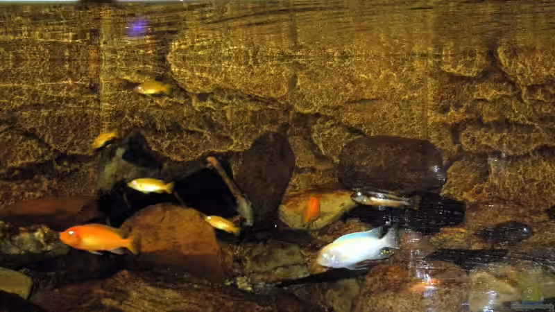 N´paar von den Banditen von Steffen Gebert (20)