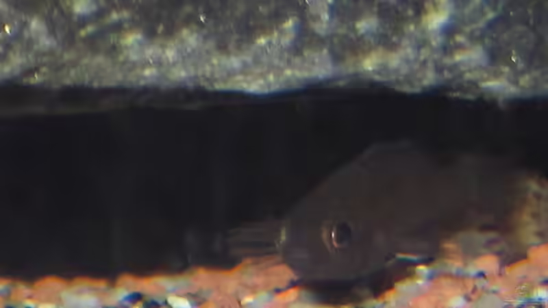 Nr. 2 hab ich ´Moppel´ getauft 18.7.2012  von bossie1704 (95)