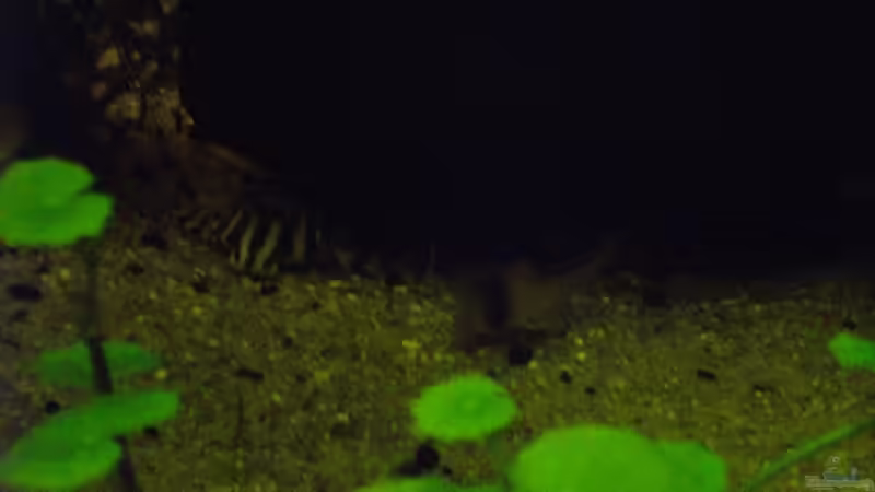 Nr. 2 meiner L134er liegt sehr gerne halb unter dem Innenfilter. rechts vorne übrigens die ersten Stecklinge meines Brasilianischen Wassernabels von Caricciola (33)