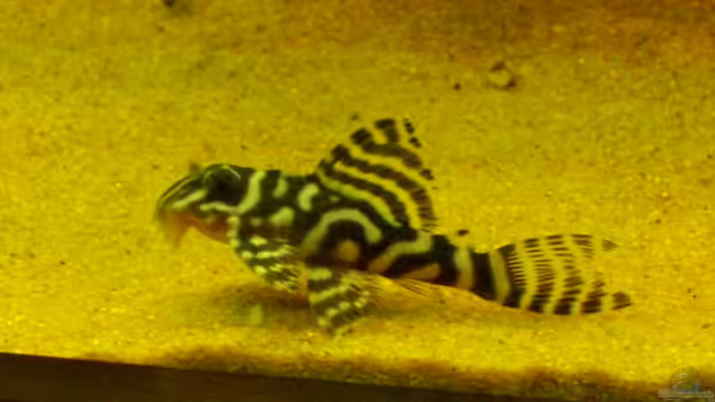 Nr 1.L333 schönes Tier von Eichi82 (25)