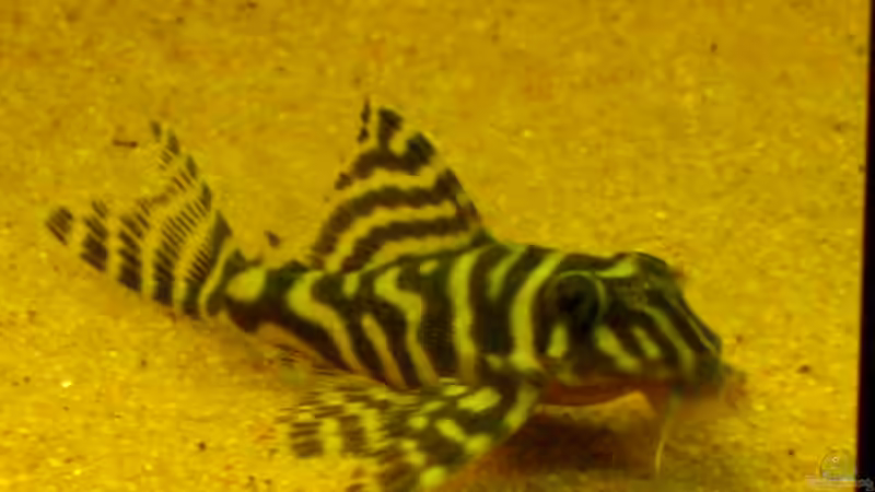 Nr 2.L333 von Eichi82 (26)