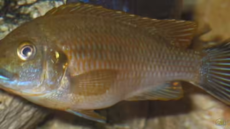 Nr.3 von Andreas Husemann (6)