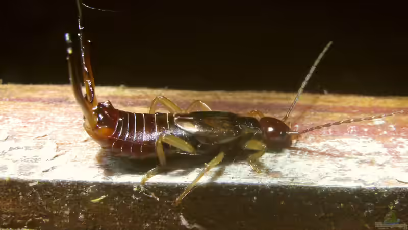 Nützlinge im Garten: Die Ohrenkneifer