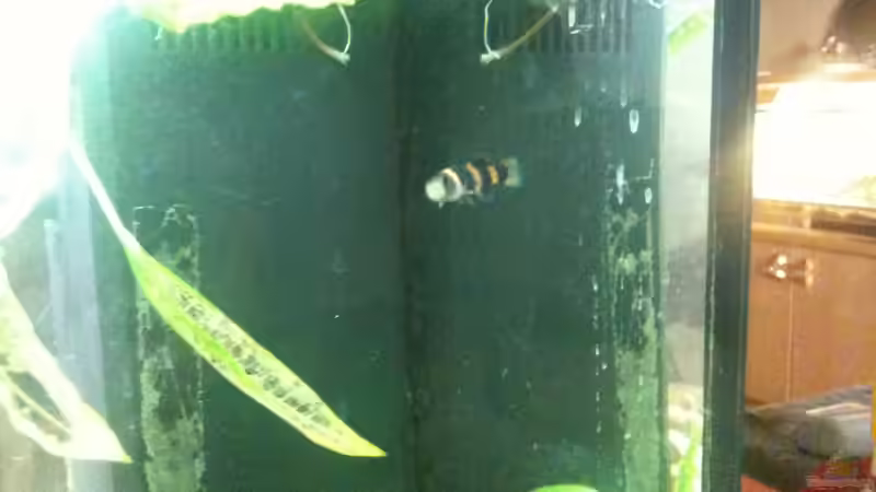 Nummer Zwei (im alten Becken) von Exotist (11)