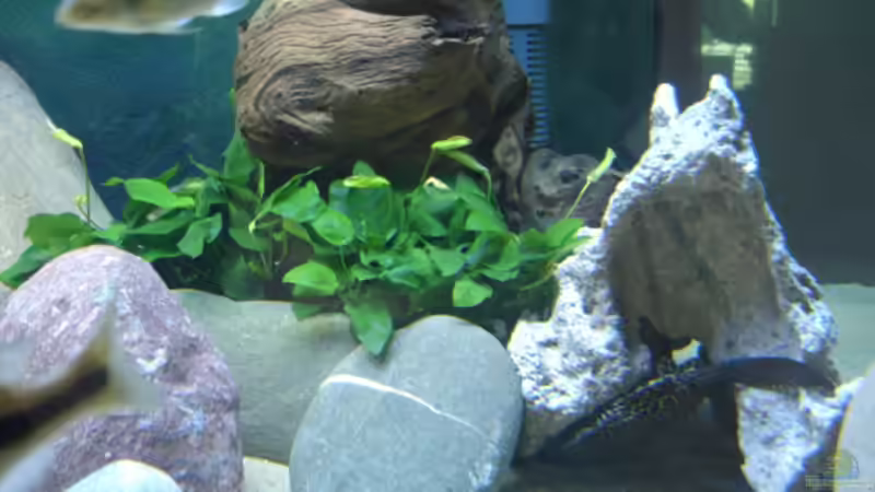 nun haben doch noch zwei Mutterpflanzen ( Anubias) den Weg in mein Aquarium gefunden von Renè Rupf (11)