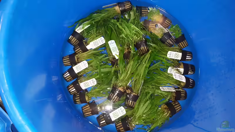 nun heißt es erstmal Pflanzen wässern von Sven Oelze (13)