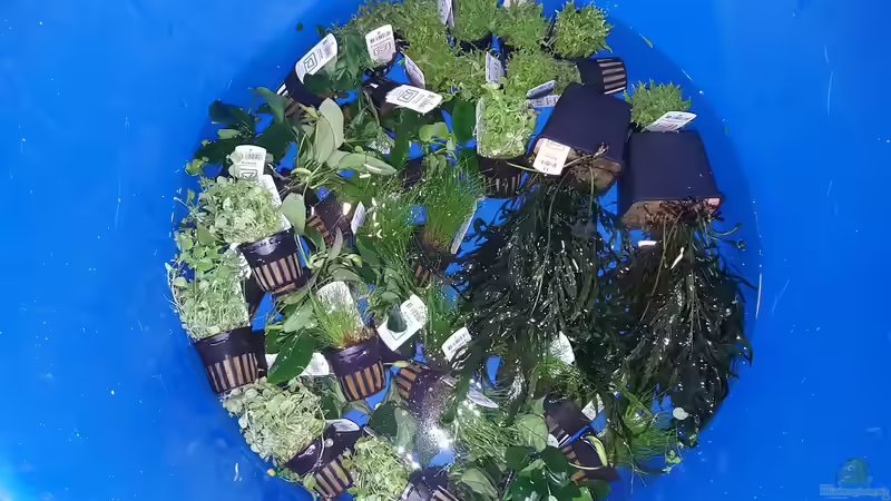 nun heißt es erstmal Pflanzen wässern von Sven Oelze (14)