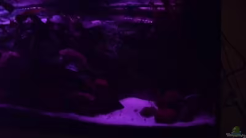 nun nicht mehr ganz so helle von delphin (14)