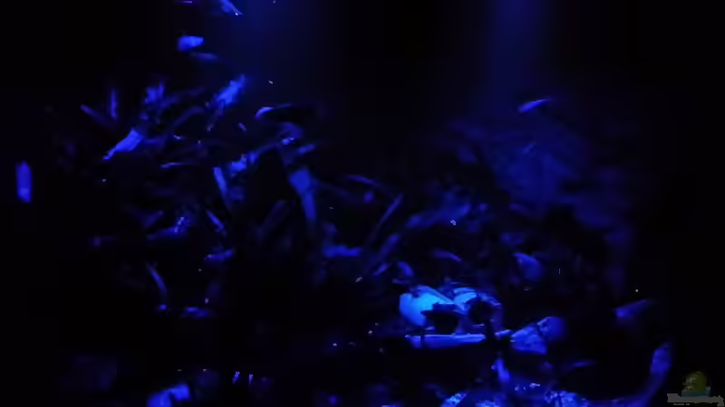 nun nur noch Mondlichter von Steffen und Felix (35)