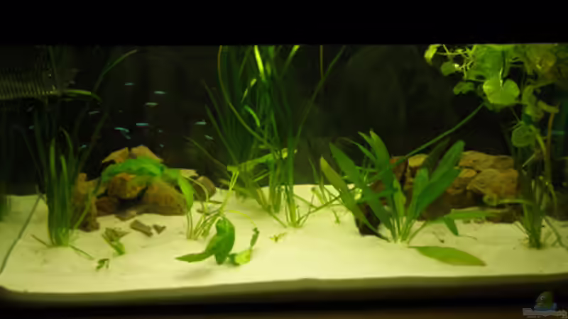 Nun ohne Wurzel,da sie geschimmelt hat von Cichlid Power (3)