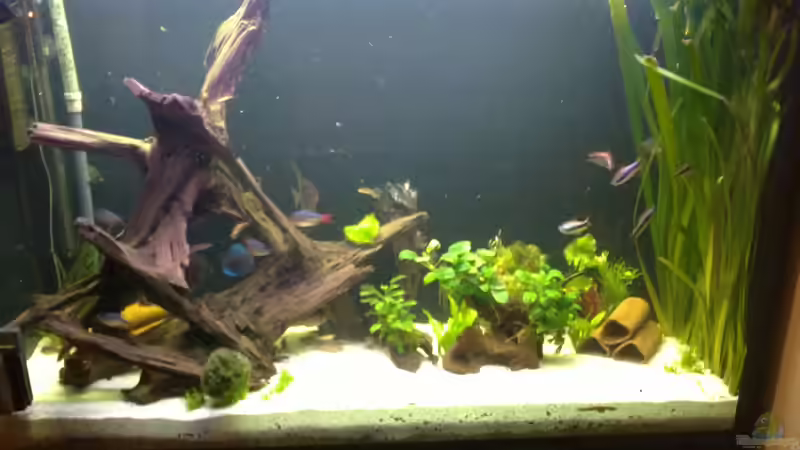 Nun sind die neuen Pflanzen auch drin =) von Pipp Amerika (10)