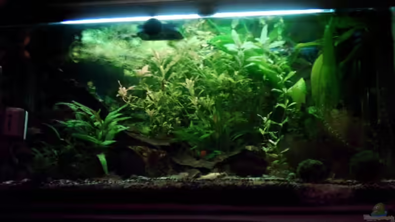 Nun sind die Pflanzen doch schon etwas grö??er von Christine Schebesta (1)