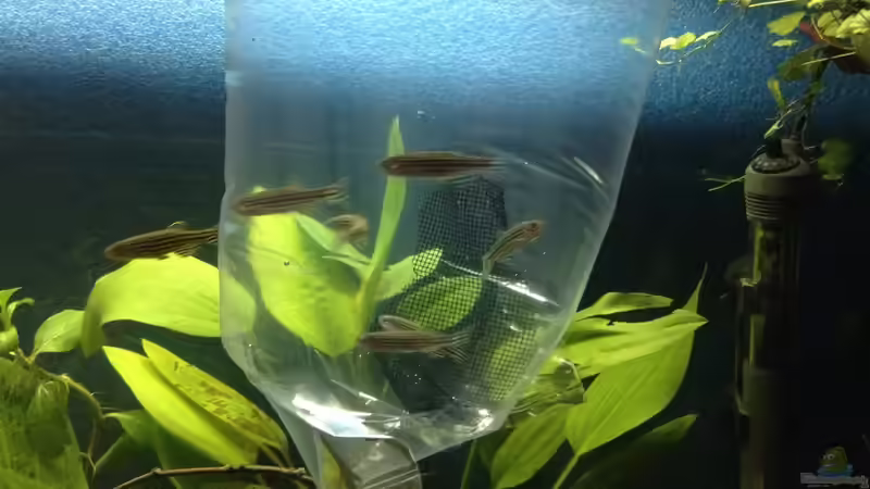 Nun sind es 10 zebrabärblinge  von Ceylon (58)