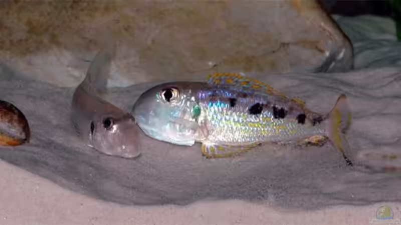 Nun wird es ernst! von Volker Hebestreit (25)