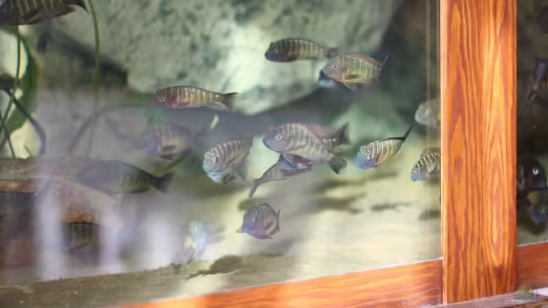 nur bei Sonnenlicht von Keule73 (18)