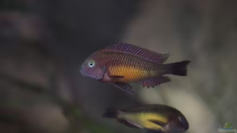 nur bei Sonnenlicht von Keule73 (24)