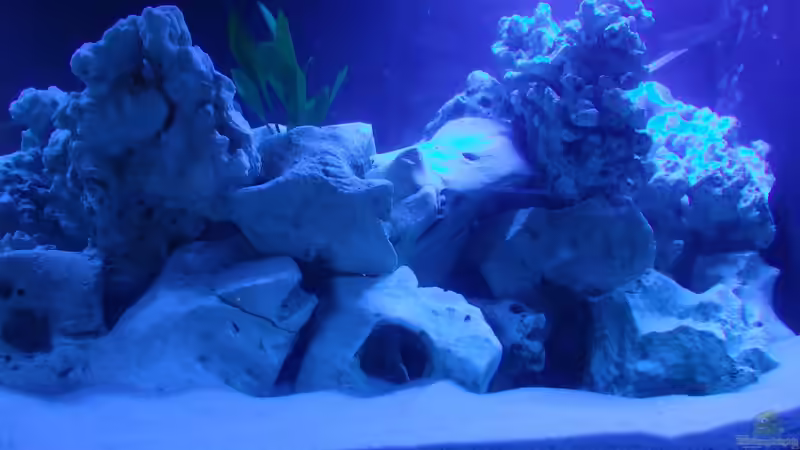 Nur Blau von Fabian Lehmann (4)