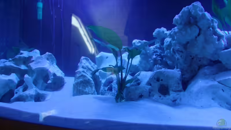 Nur Blau von Fabian Lehmann (5)