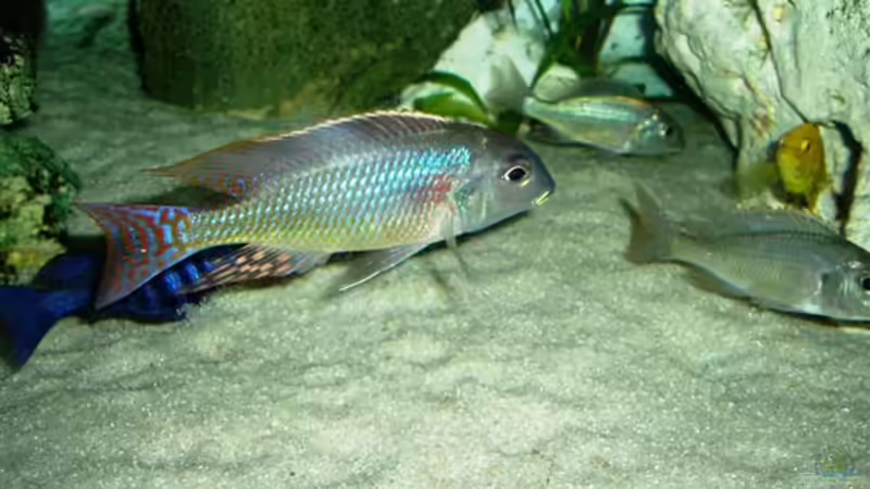 Nur der Lethrinops ist noch drin! von MalawiEder (26)