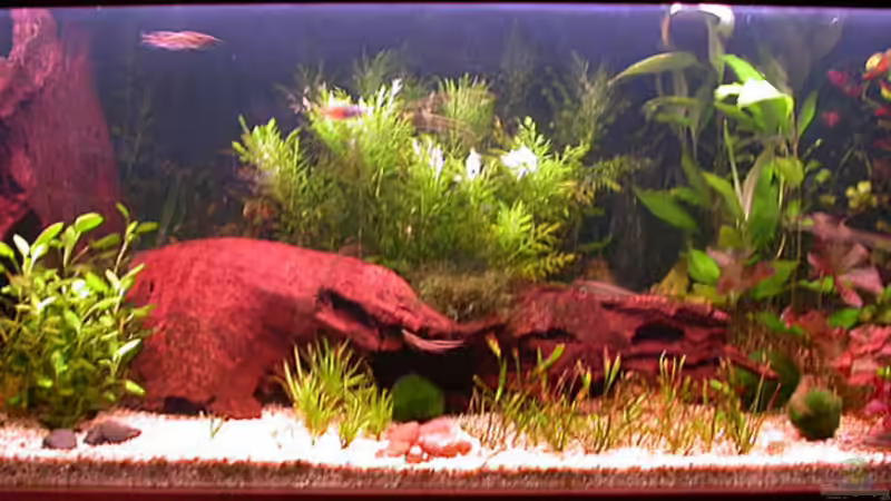 nur die Gro-Lux Röhre ist an - 18.Mai 2006 von Susanne Schmohl (3)