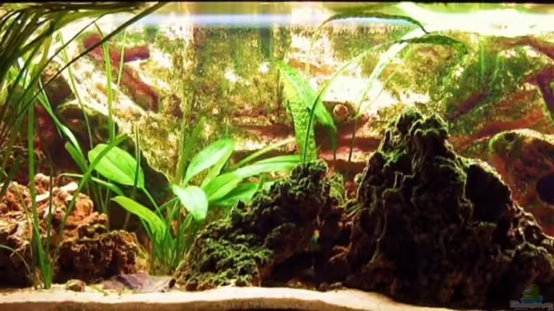 Nur die Trocal-de Luxe Kongo White  8.05.07 Neue Röhre von Dennis V12 (2)