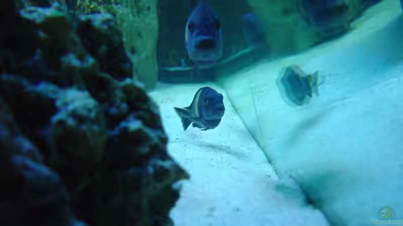 Nur Foto von Tanga italiana (12)