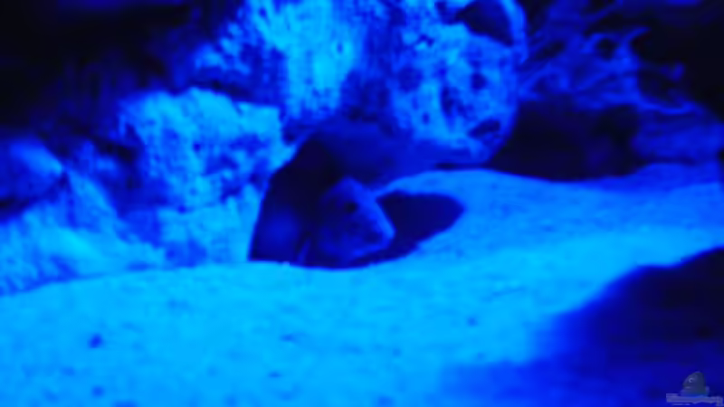 Nur Foto von Tanga italiana (14)