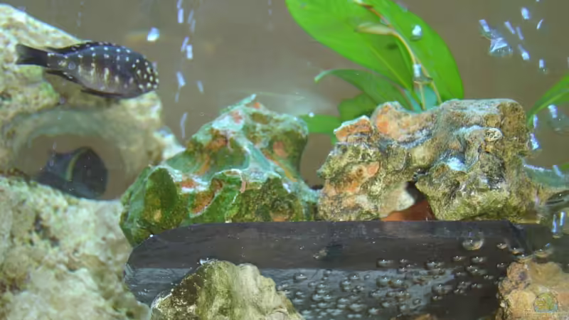 Nur Foto von Tanga italiana (6)