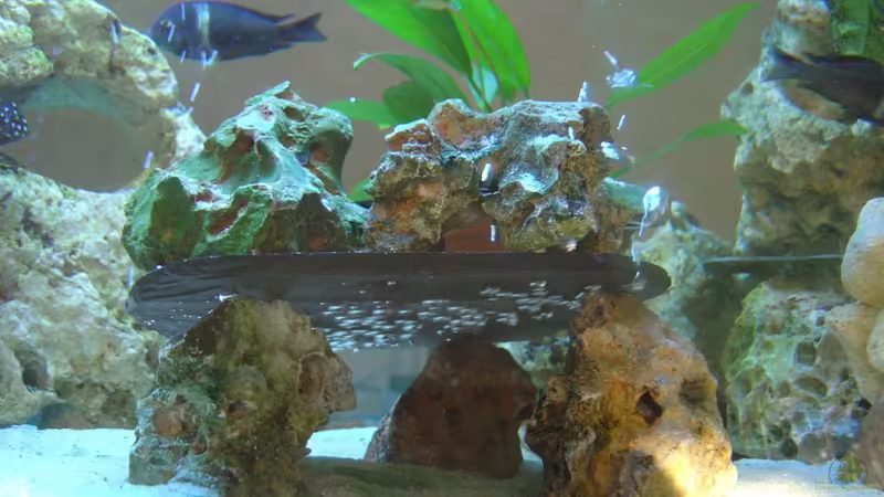 Nur Foto von Tanga italiana (7)