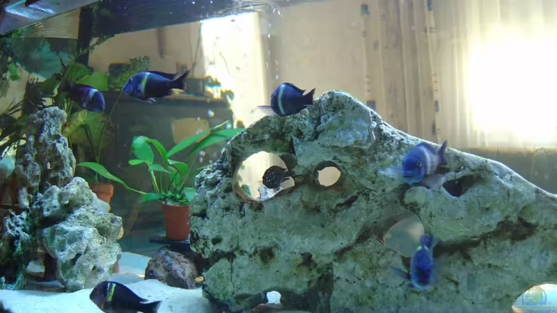 Nur Foto von Tanga italiana (8)